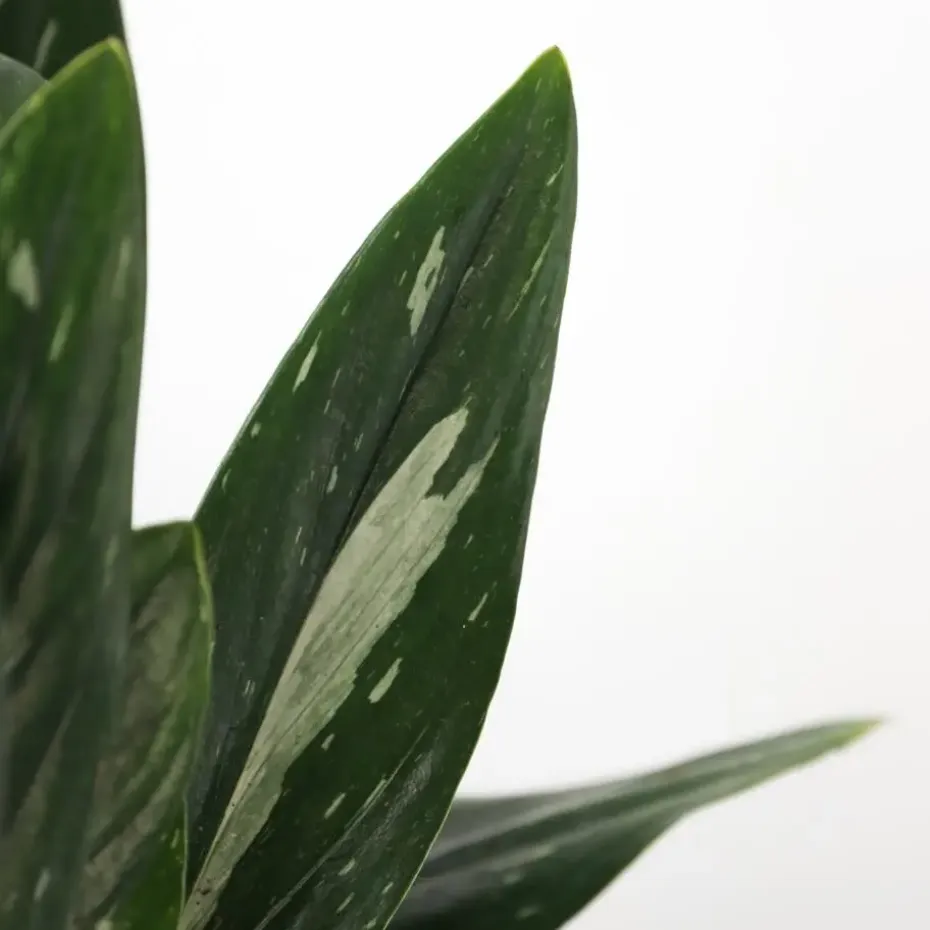 Philodendron - Philodendron Cobra - Hoogte 55-65cm - ⌀19cm