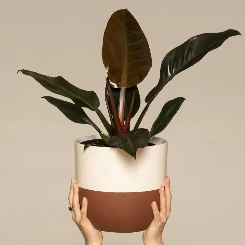 Philodendron - Philodendron 'Imperial Red' - Hoogte 50cm - ⌀19cm