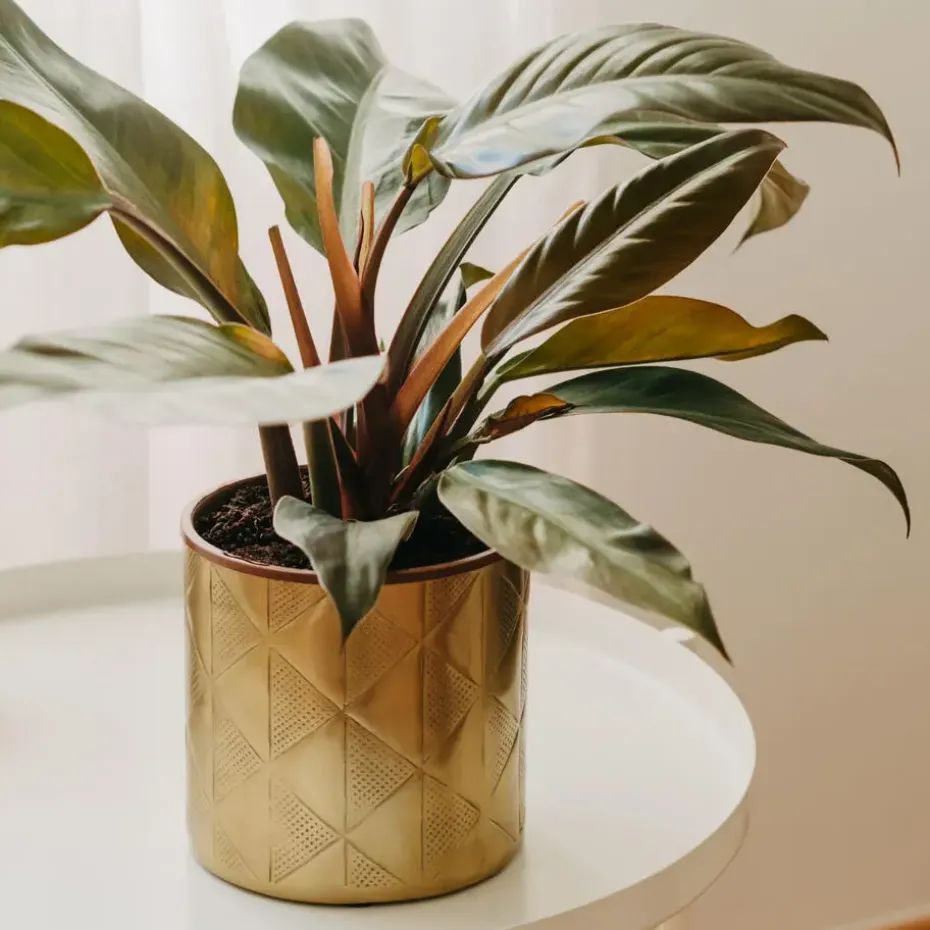 Philodendron - Philodendron 'Imperial Red' - Hoogte 50cm - ⌀19cm