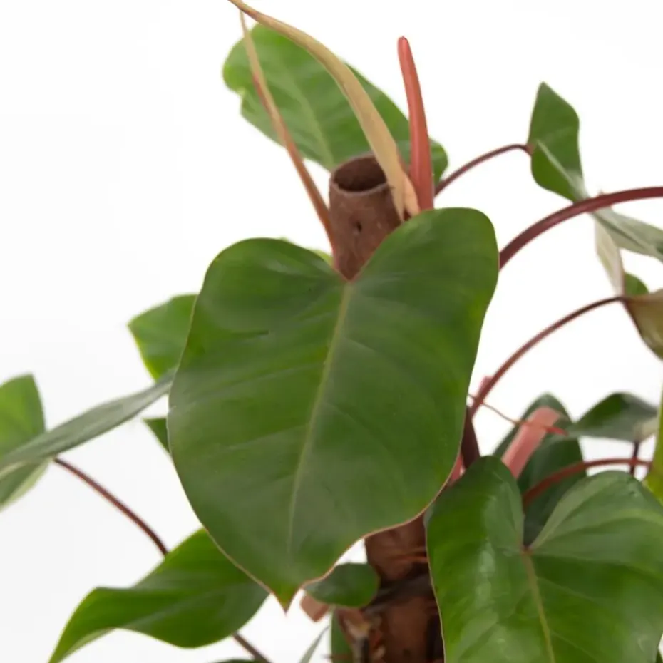 Philodendron - Philodendron Red Emerald Kratiste - Hoogte 70-80cm - ⌀19cm