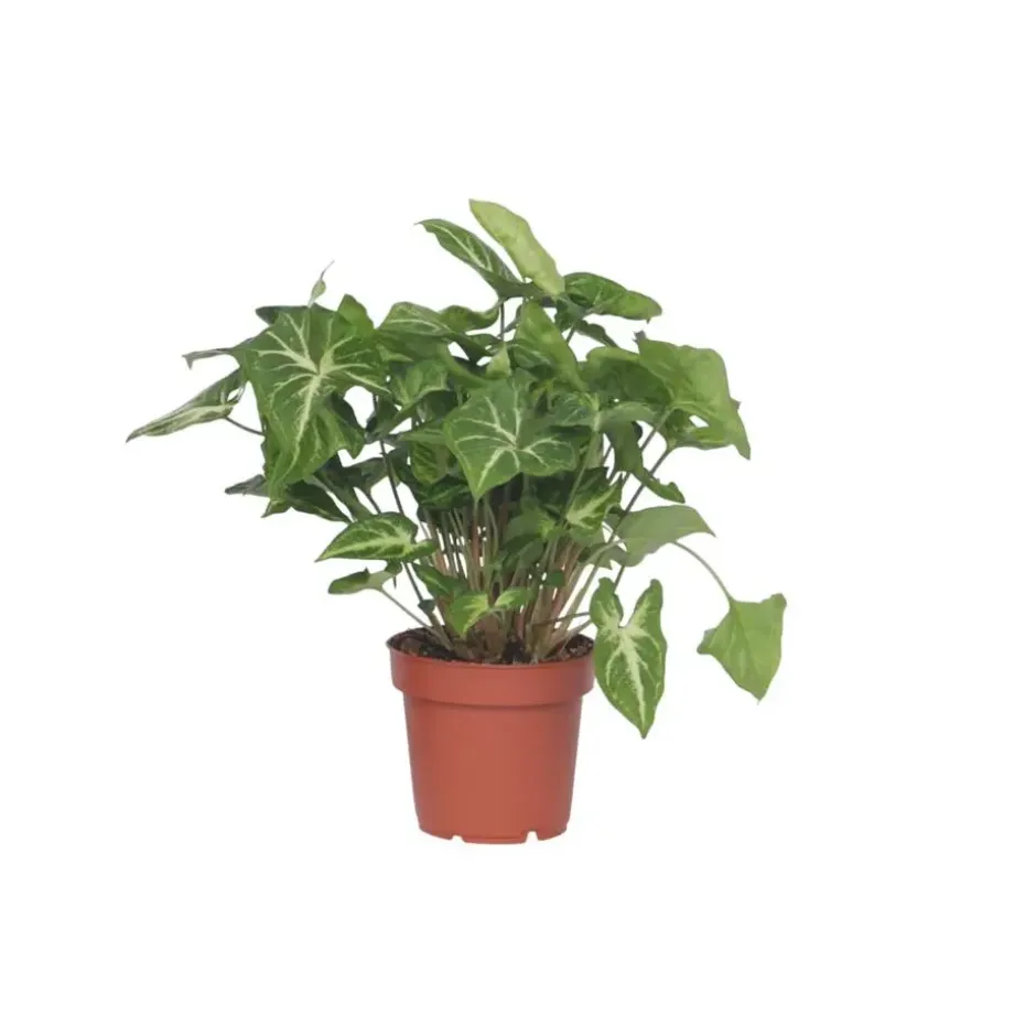Pijlplant - Syngonium podophyllum 'Pixie' - Hoogte 25-40cm - ⌀12cm
