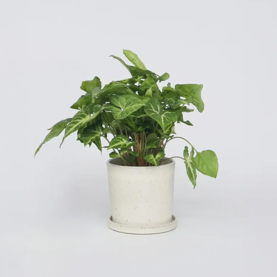 Pijlplant - Syngonium podophyllum 'Pixie' - Hoogte 25-40cm - ⌀12cm