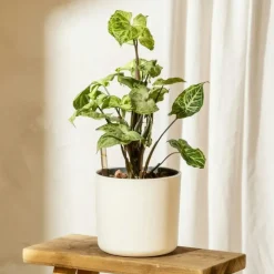 Pijlplant - Syngonium podophyllum 'Pixie' - Hoogte 25-40cm - ⌀12cm