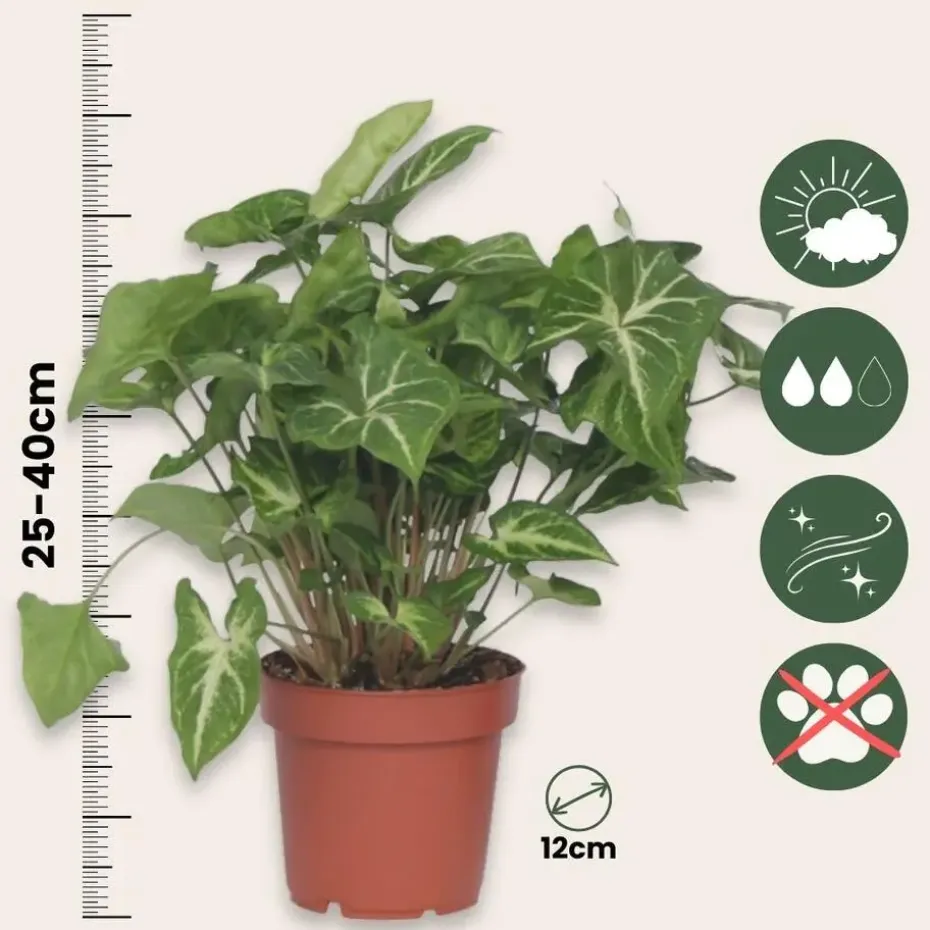 Pijlplant - Syngonium podophyllum 'Pixie' - Hoogte 25-40cm - ⌀12cm