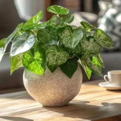 Pijlplant - Syngonium podophyllum 'Pixie' - Hoogte 25-40cm - ⌀12cm