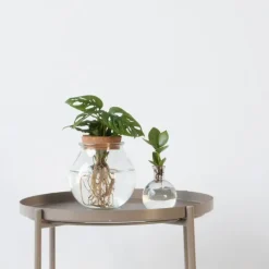 Plantenmix in glas - Set van 2 - Clusia, Monstera - Hoogte 15-35cm - ⌀20cm