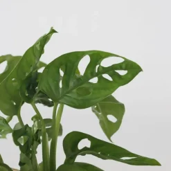 Plantenmix in glas - Set van 2 - Clusia, Monstera - Hoogte 15-35cm - ⌀20cm
