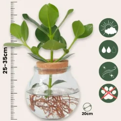Plantenmix in glas - Set van 2 - Clusia, Monstera - Hoogte 15-35cm - ⌀20cm