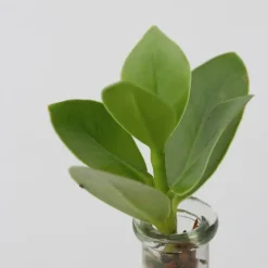 Plantenmix in glas - Set van 2 - Clusia, Monstera - Hoogte 15-35cm - ⌀20cm