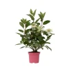 Pluimhortensia - Hydrangea paniculata 'Early Harry' - Hoogte 25-40cm - ⌀19cm