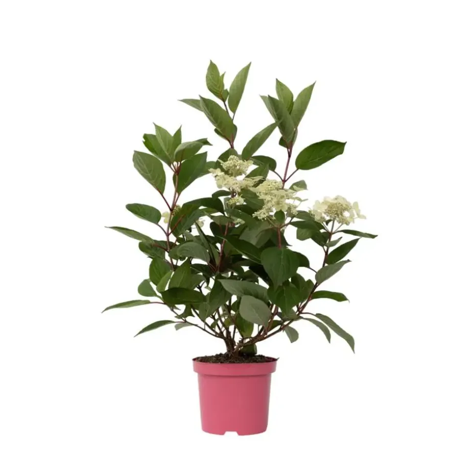 Pluimhortensia - Hydrangea paniculata 'Early Harry' - Hoogte 25-40cm - ⌀19cm