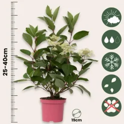 Pluimhortensia - Hydrangea paniculata 'Early Harry' - Hoogte 25-40cm - ⌀19cm