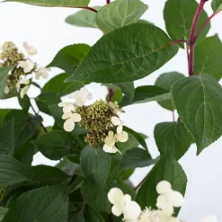 Pluimhortensia - Hydrangea paniculata 'Early Harry' - Hoogte 25-40cm - ⌀19cm