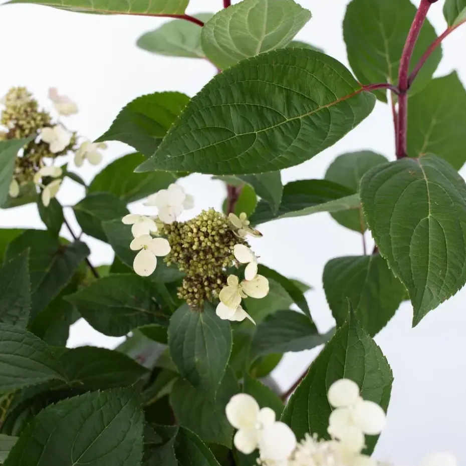 Pluimhortensia - Hydrangea paniculata 'Early Harry' - Hoogte 25-40cm - ⌀19cm