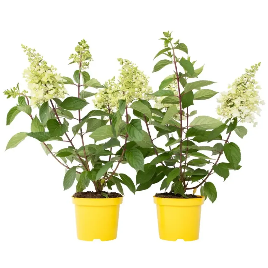 Pluimhortensia - Set van 2 - Hydrangea 'Candlelight' - Hoogte 25-40cm - ⌀19cm