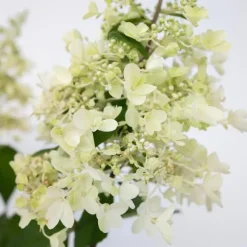 Pluimhortensia - Set van 2 - Hydrangea 'Candlelight' - Hoogte 25-40cm - ⌀19cm