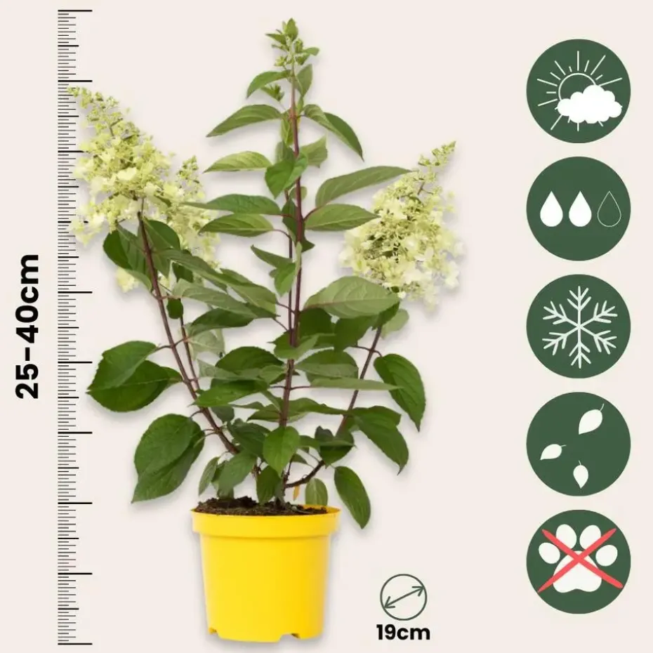 Pluimhortensia - Set van 2 - Hydrangea 'Candlelight' - Hoogte 25-40cm - ⌀19cm