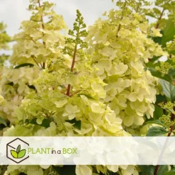 Pluimhortensia - Set van 2 - Hydrangea 'Candlelight' - Hoogte 25-40cm - ⌀19cm