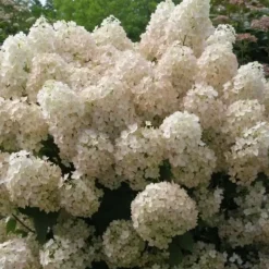 Pluimhortensia - Set van 2 - Hydrangea 'Bobo' - Hoogte 25-40cm - ⌀19cm