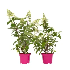 Pluimhortensia - Set van 2 - Hydrangea 'Pinky Winky' - Hoogte 25-40cm - ⌀19cm