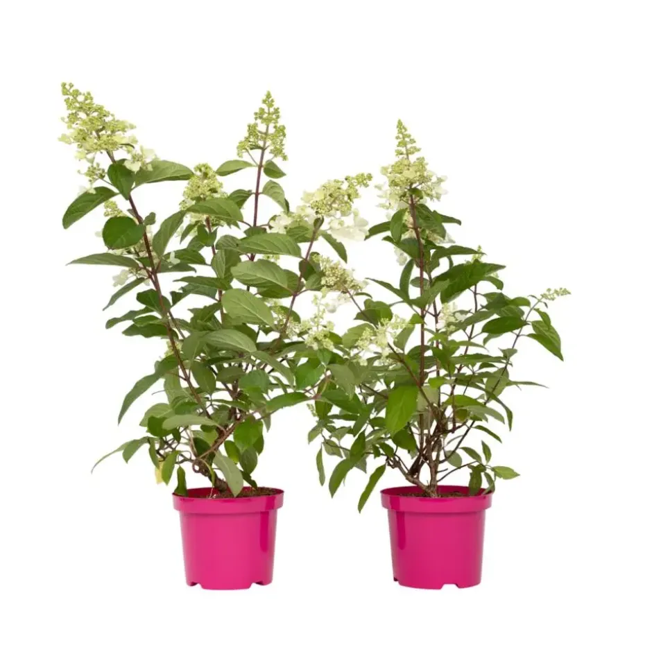 Pluimhortensia - Set van 2 - Hydrangea 'Pinky Winky' - Hoogte 25-40cm - ⌀19cm
