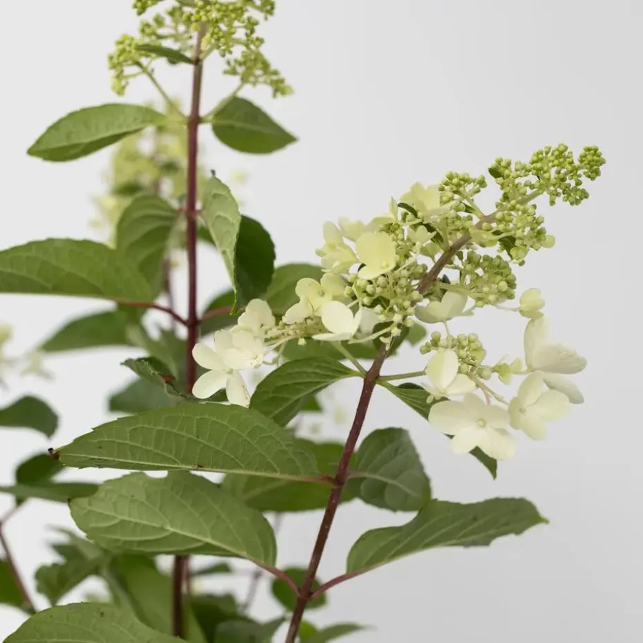 Pluimhortensia - Set van 2 - Hydrangea 'Pinky Winky' - Hoogte 25-40cm - ⌀19cm