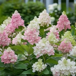 Pluimhortensia - Set van 2 - Hydrangea 'Pinky Winky' - Hoogte 25-40cm - ⌀19cm