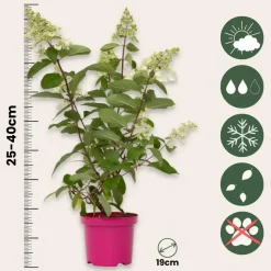 Pluimhortensia - Set van 2 - Hydrangea 'Pinky Winky' - Hoogte 25-40cm - ⌀19cm