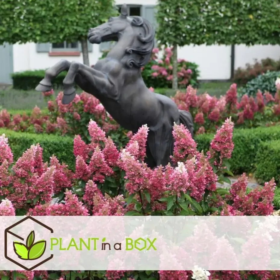 Pluimhortensia - Set van 2 - Hydrangea 'Pinky Winky' - Hoogte 25-40cm - ⌀19cm