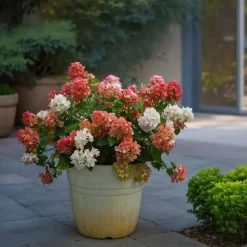 Pluimhortensia - Set van 2 - Hydrangea 'Wim's Red' - Hoogte 25-40cm - ⌀19cm