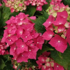 Pluimhortensia - Set van 2 - Hydrangea 'Wim's Red' - Hoogte 25-40cm - ⌀19cm