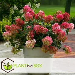 Pluimhortensia - Set van 2 - Hydrangea 'Wim's Red' - Hoogte 25-40cm - ⌀19cm