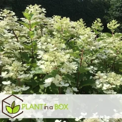 Pluimhortensia - Set van 2 - Hydrangea 'Wim's Red' - Hoogte 25-40cm - ⌀19cm
