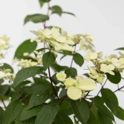 Pluimhortensia - Set van 2 - Hydrangea 'Wim's Red' - Hoogte 25-40cm - ⌀19cm