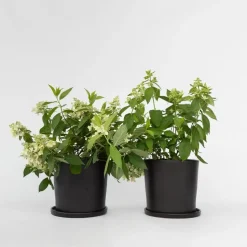 Pluimhortensia - Set van 2 - Hydrangea 'Confetti' - Hoogte 25-40cm - ⌀19cm