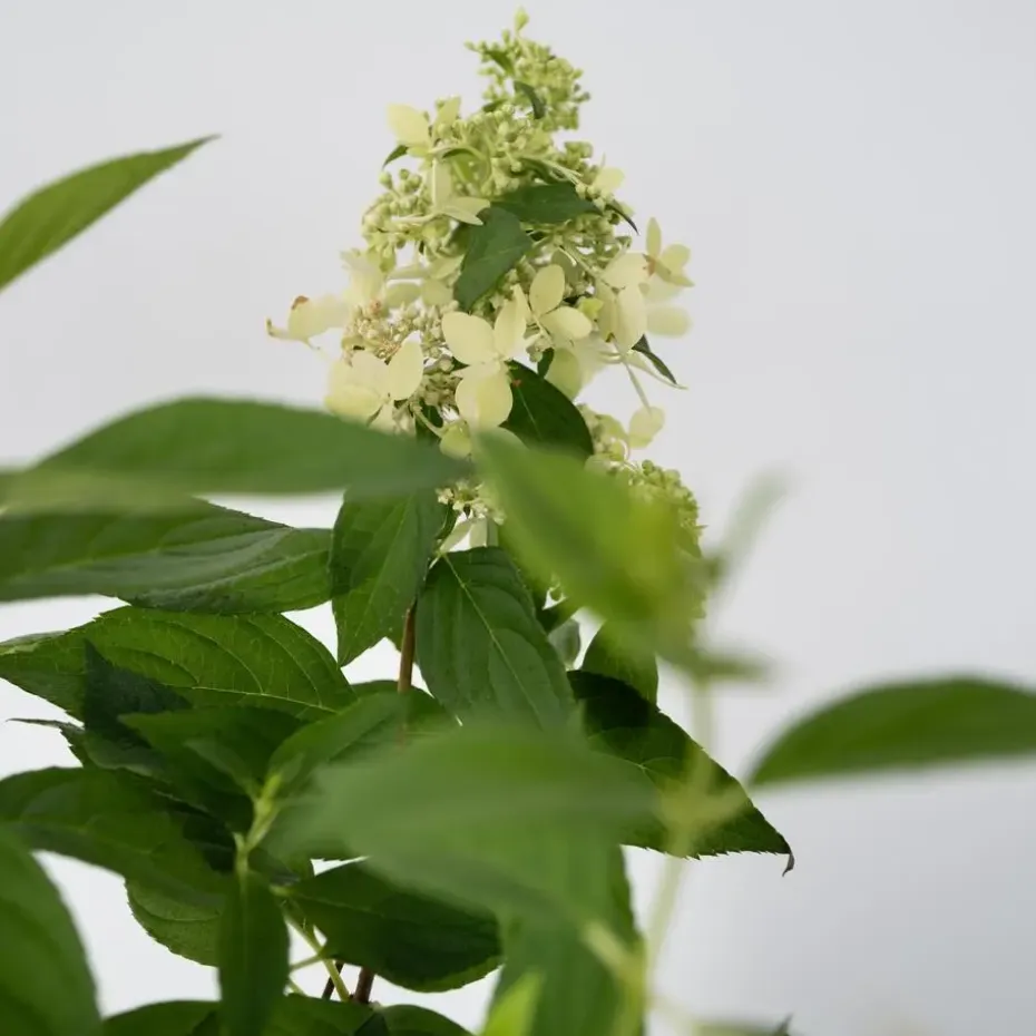 Pluimhortensia - Set van 2 - Hydrangea 'Confetti' - Hoogte 25-40cm - ⌀19cm
