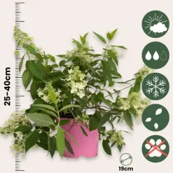 Pluimhortensia - Set van 2 - Hydrangea 'Confetti' - Hoogte 25-40cm - ⌀19cm