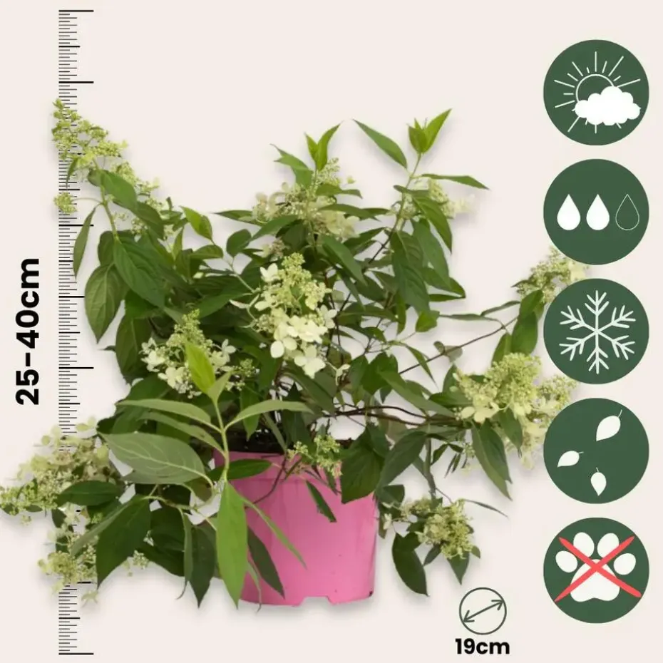 Pluimhortensia - Set van 2 - Hydrangea 'Confetti' - Hoogte 25-40cm - ⌀19cm