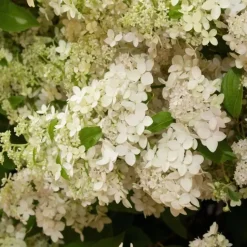 Pluimhortensia - Set van 2 - Hydrangea 'Confetti' - Hoogte 25-40cm - ⌀19cm