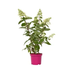 Pluimhortensia - Set van 4 - Hydrangea 'Pinky Winky' - Hoogte 25-40cm - ⌀19cm