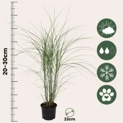 Prachtriet - Miscanthus sinensis 'Kleine Silberspinne - Hoogte 20-30cm - ⌀23cm