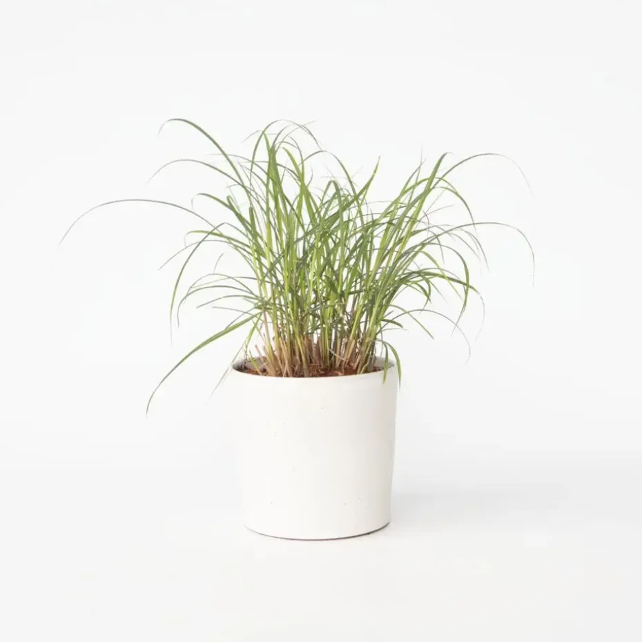 Prachtriet - Miscanthus sinensis 'Red Chief' - Hoogte 40-60cm - ⌀23cm