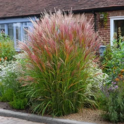 Prachtriet - Miscanthus sinensis 'Red Chief' - Hoogte 40-60cm - ⌀23cm