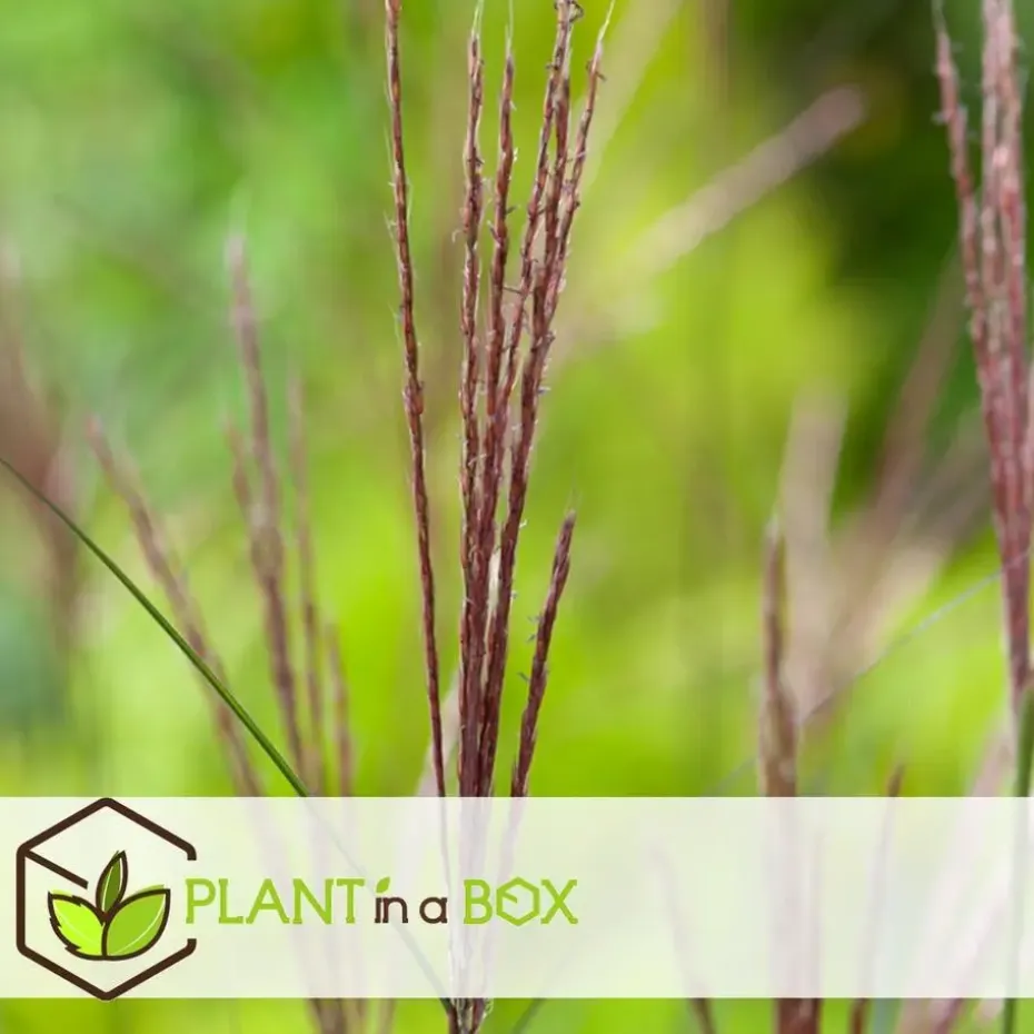 Prachtriet - Set van 2 - Miscanthus Kleine Silberspinne - Hoogte 20-30cm - ⌀23cm