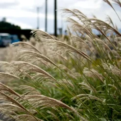 Prachtriet - Set van 2 - Miscanthus Kleine Silberspinne - Hoogte 20-30cm - ⌀23cm