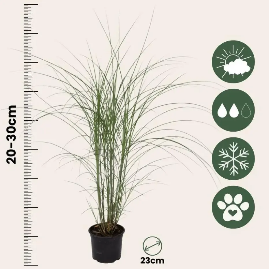 Prachtriet - Set van 2 - Miscanthus Kleine Silberspinne - Hoogte 20-30cm - ⌀23cm