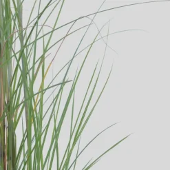 Prachtriet - Set van 2 - Miscanthus 'Gracillimus' - Hoogte 40-60cm - ⌀23cm