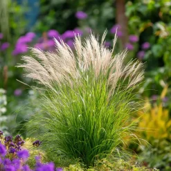 Prachtriet - Set van 2 - Miscanthus 'Gracillimus' - Hoogte 40-60cm - ⌀23cm