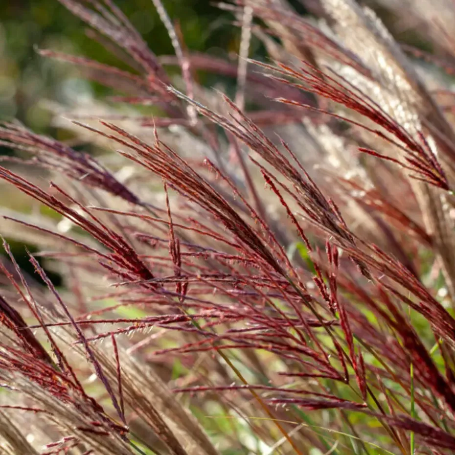 Prachtriet - Set van 2 - Miscanthus 'Red Chief' - Hoogte 40-60cm - ⌀23cm