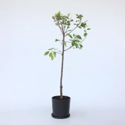 Pruimenboom - Prunus domestica 'Opal' - Hoogte 90-100cm - ⌀21cm